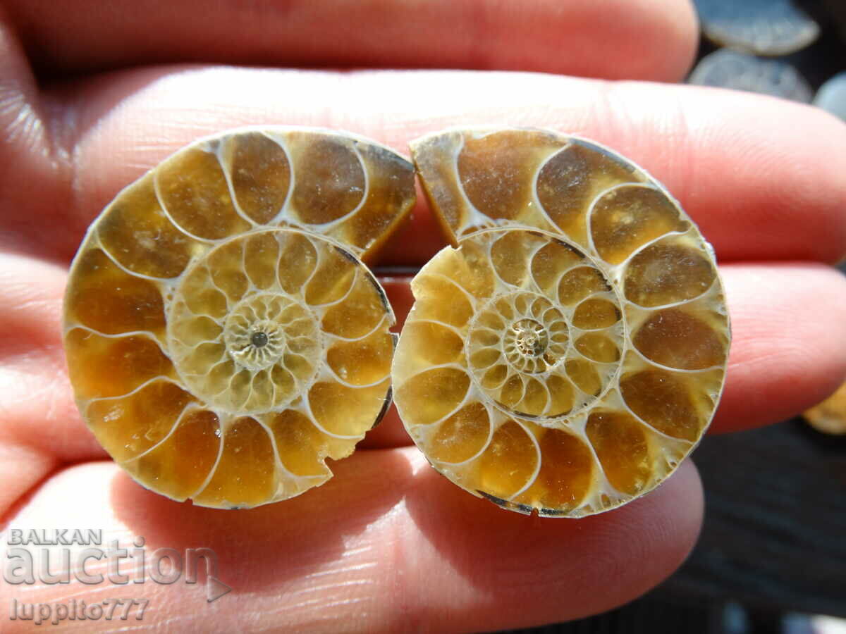 Δημοπρασία 103,55 k φυσικός αμμωνίτης Jurassic 2 τεμ. ένα ζεύγος