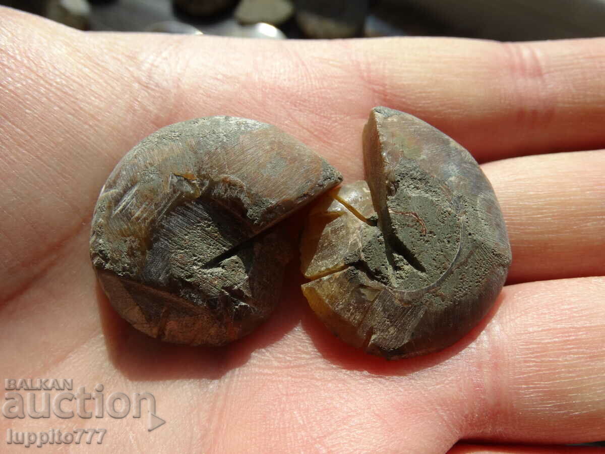 Παράδοση 103,55 k φυσικός αμμωνίτης Jurassic 2 τεμ. ένα ζεύγος