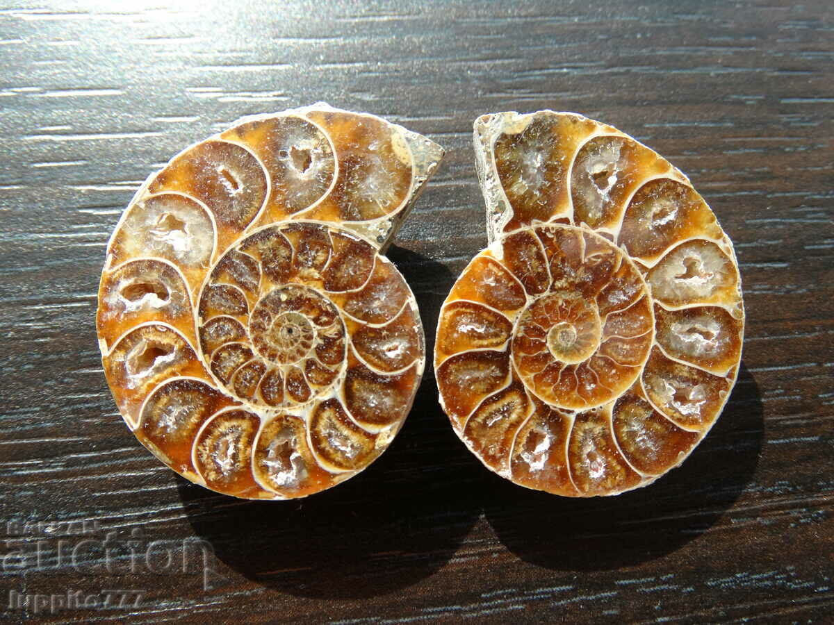110.35 k natural ammonite Jurassic 2 pcs. a pair with price 89.00 BGN | € 45.50 110.35 k natural ammonite Jurassic 2 pcs. a pair with price 89.00 BGN | € 45.50