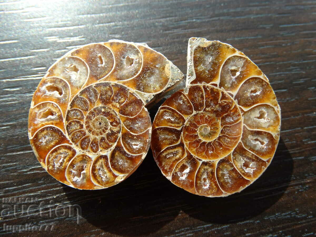 Auction 110.35 k natural ammonite Jurassic 2 pcs. a pair Auction 110.35 k natural ammonite Jurassic 2 pcs. a pair