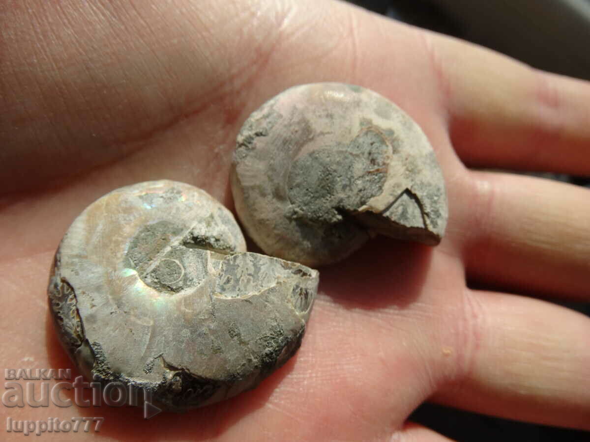 Delivery of 110.35 k natural ammonite Jurassic 2 pcs. a pair Delivery of 110.35 k natural ammonite Jurassic 2 pcs. a pair