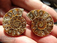 110.35 k natural ammonite Jurassic 2 pcs. a pair