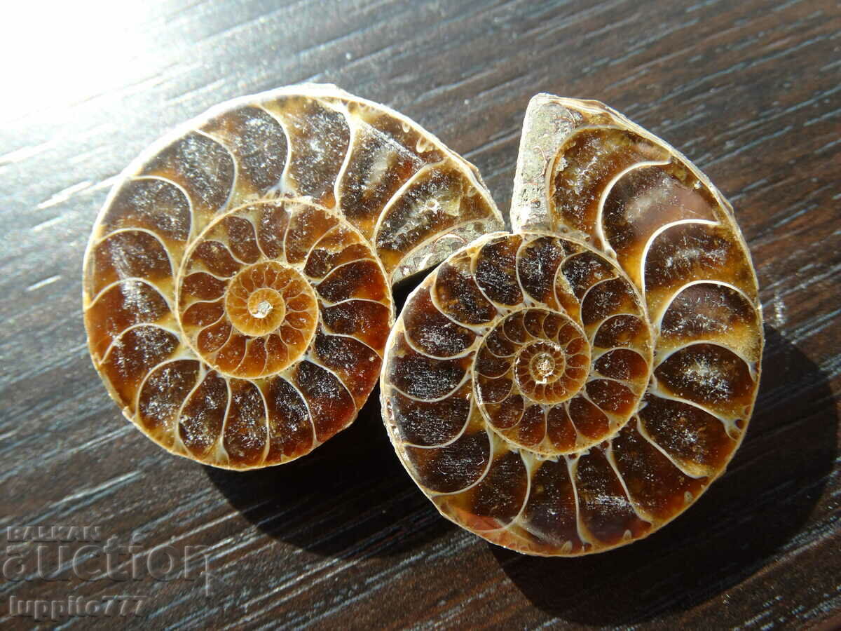 120.65 k natural ammonite Jurassic 2 pcs. a pair with price 89.00 BGN | € 45.50 120.65 k natural ammonite Jurassic 2 pcs. a pair with price 89.00 BGN | € 45.50