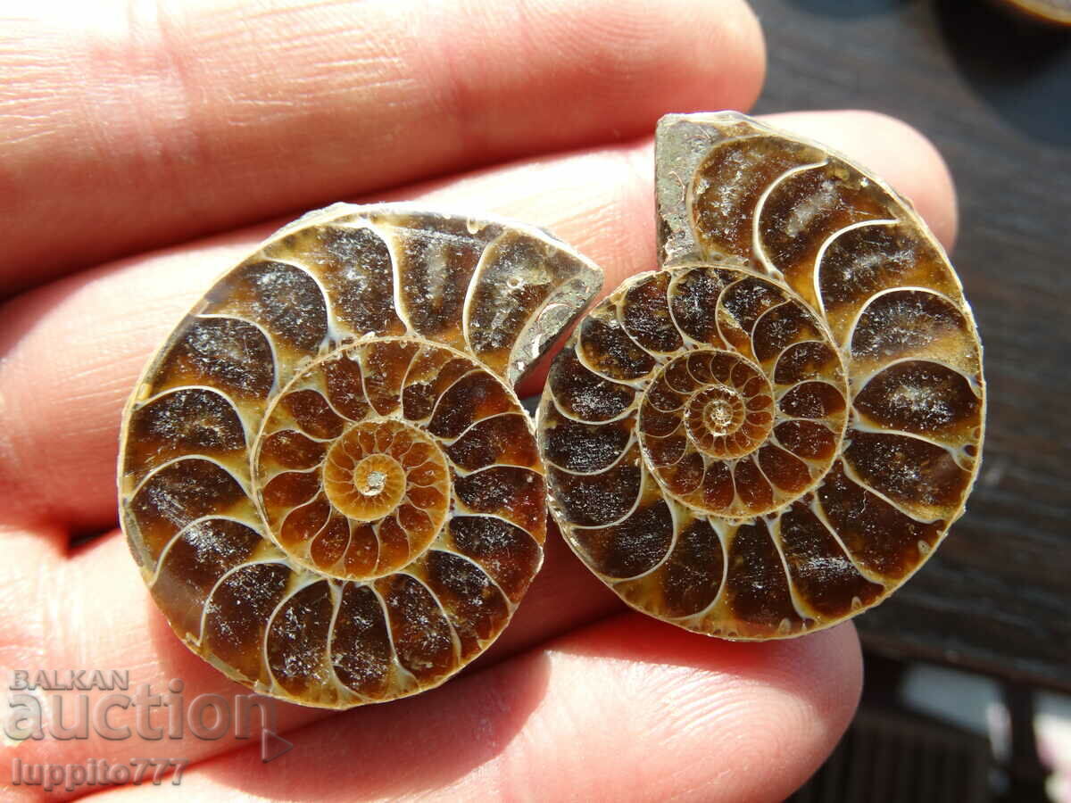 Auction 120.65 k natural ammonite Jurassic 2 pcs. a pair Auction 120.65 k natural ammonite Jurassic 2 pcs. a pair