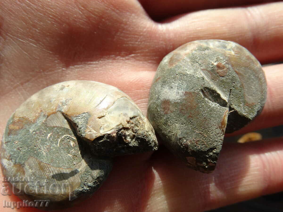 120.65 k natural ammonite Jurassic 2 pcs. a pair - 5 120.65 k natural ammonite Jurassic 2 pcs. a pair - 5