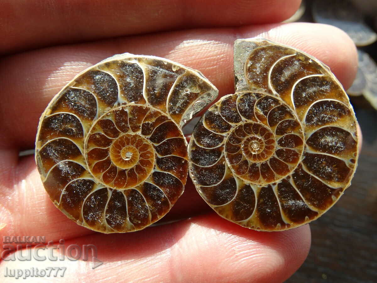 120.65 k natural ammonite Jurassic 2 pcs. a pair