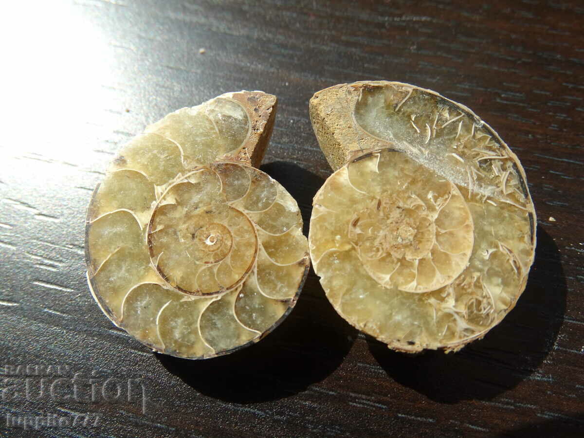 117.55 k natural ammonite Jurassic 2 pcs. a pair with price 89.00 BGN | € 45.50 117.55 k natural ammonite Jurassic 2 pcs. a pair with price 89.00 BGN | € 45.50