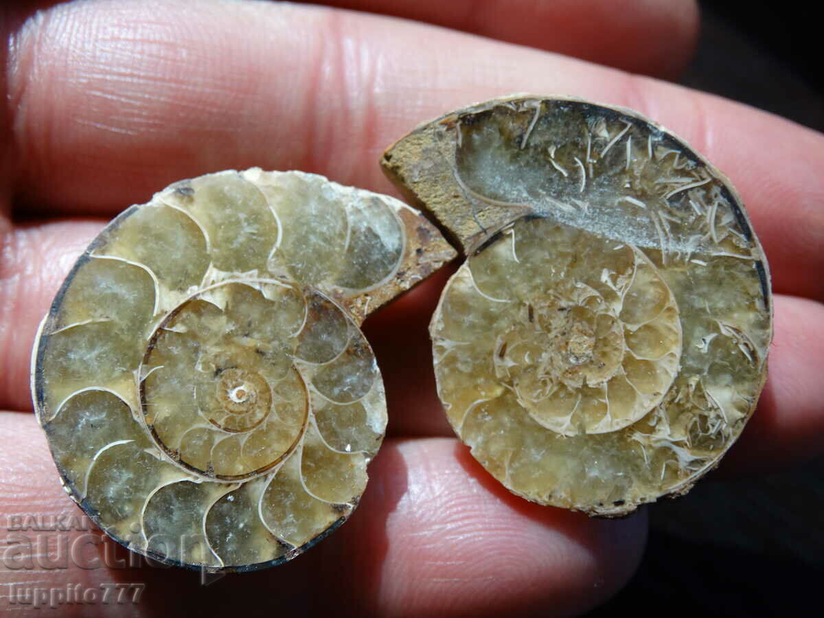 Auction 117.55 k natural ammonite Jurassic 2 pcs. a pair Auction 117.55 k natural ammonite Jurassic 2 pcs. a pair