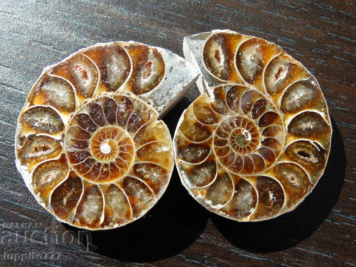114.55 k natural ammonite Jurassic 2 pcs. a pair with price 89.00 BGN | € 45.50