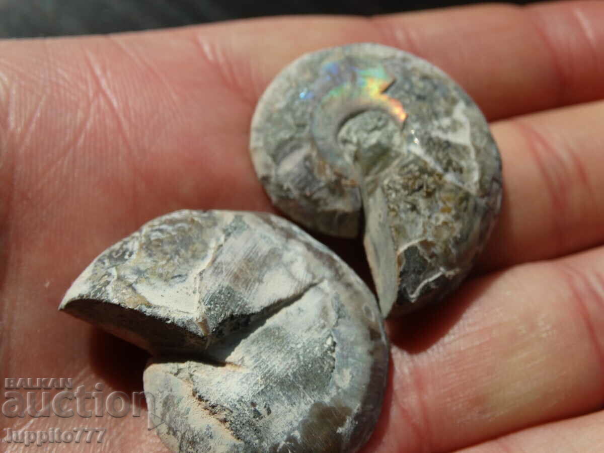 Delivery of 114.55 k natural ammonite Jurassic 2 pcs. a pair