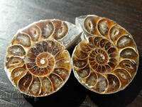 114.55 k natural ammonite Jurassic 2 pcs. a pair