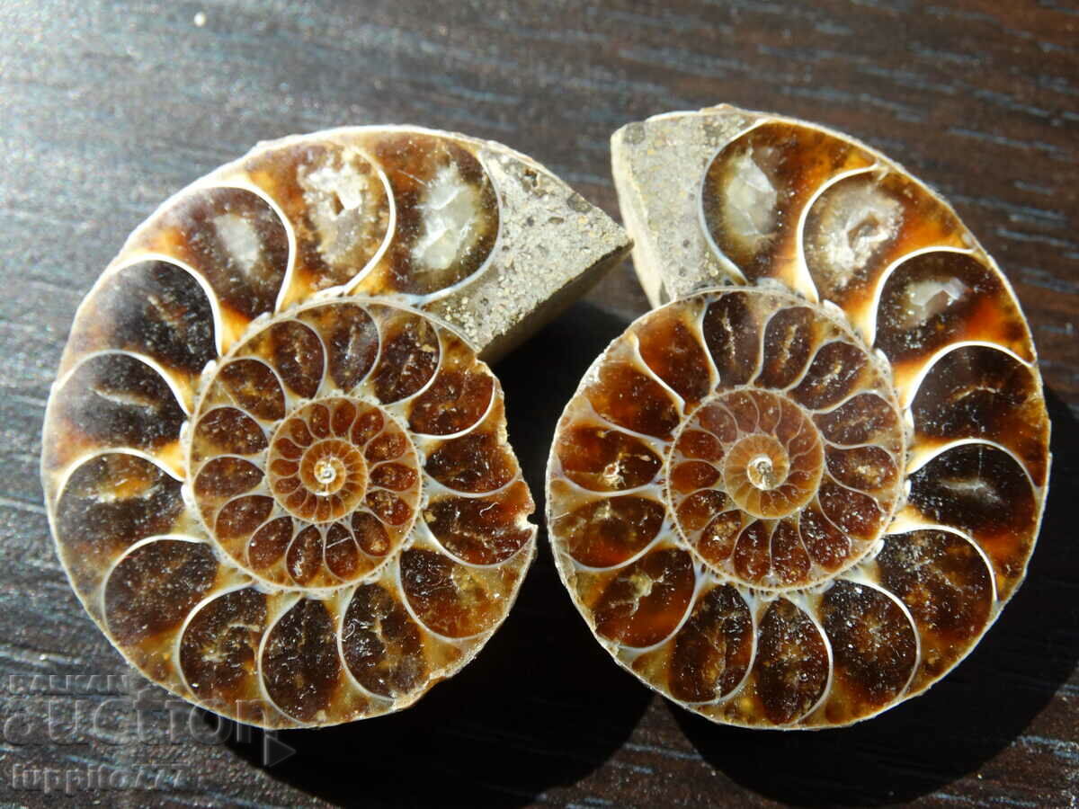 123.80 kth natural ammonite Jurassic 2 pcs. a pair with price 89.00 BGN | € 45.50 123.80 kth natural ammonite Jurassic 2 pcs. a pair with price 89.00 BGN | € 45.50