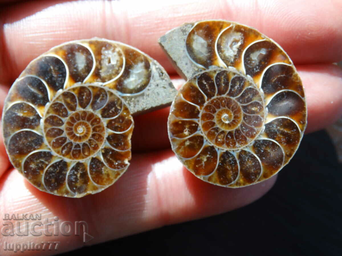 Auction 123.80 kth natural ammonite Jurassic 2 pcs. a pair Auction 123.80 kth natural ammonite Jurassic 2 pcs. a pair