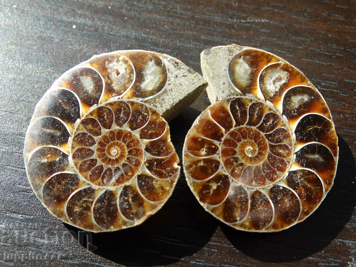 123.80 kth natural ammonite Jurassic 2 pcs. a pair