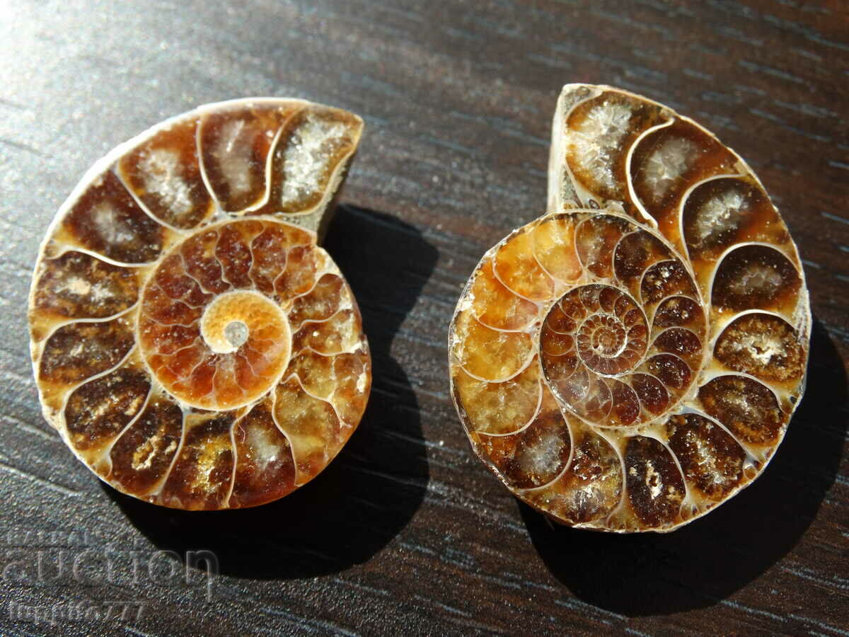 105.30 kth natural ammonite Jurassic 2 pcs. a pair with price 89.00 BGN | € 45.50