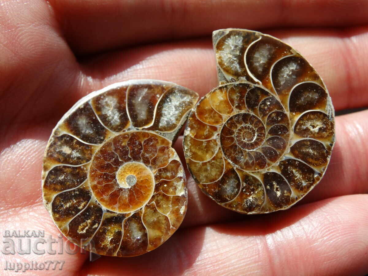 Auction  105.30 kth natural ammonite Jurassic 2 pcs. a pair