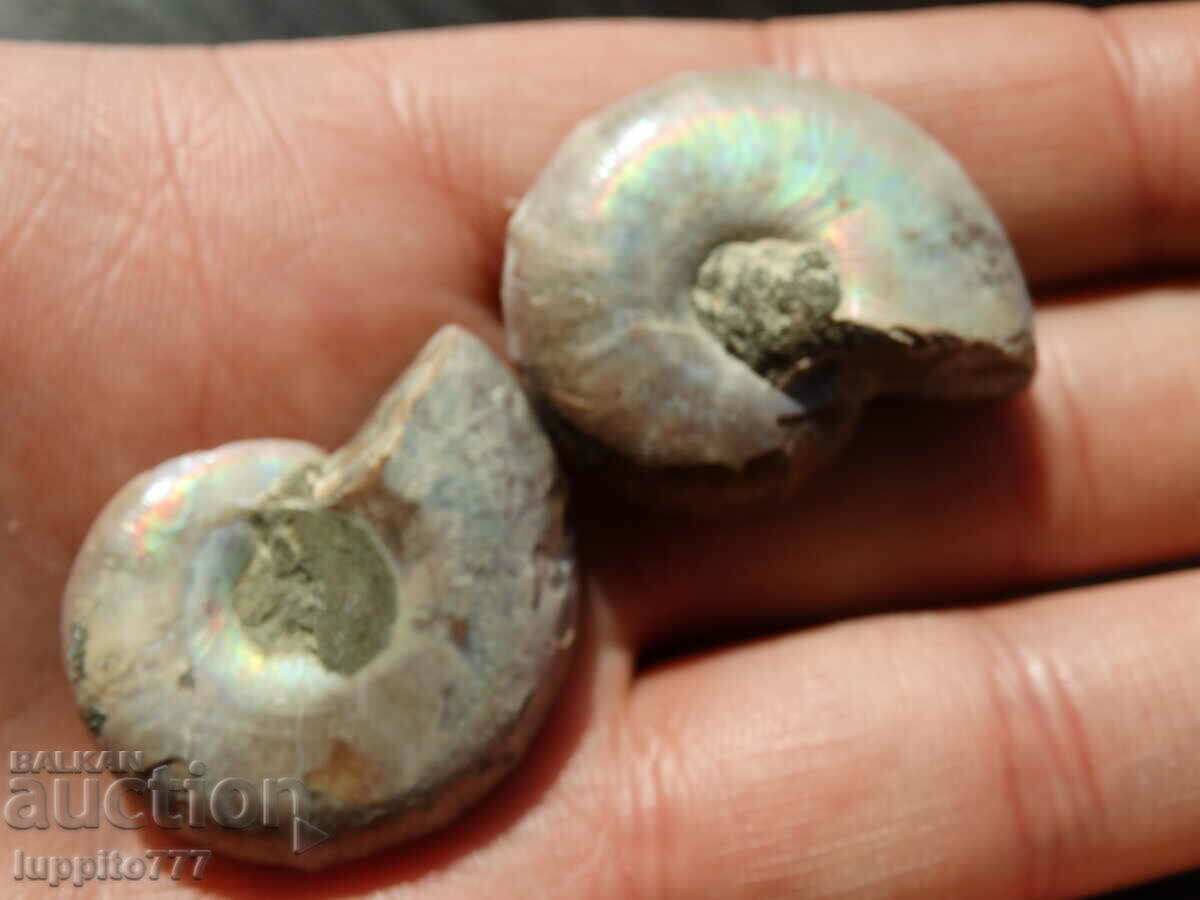 Delivery of 105.30 kth natural ammonite Jurassic 2 pcs. a pair