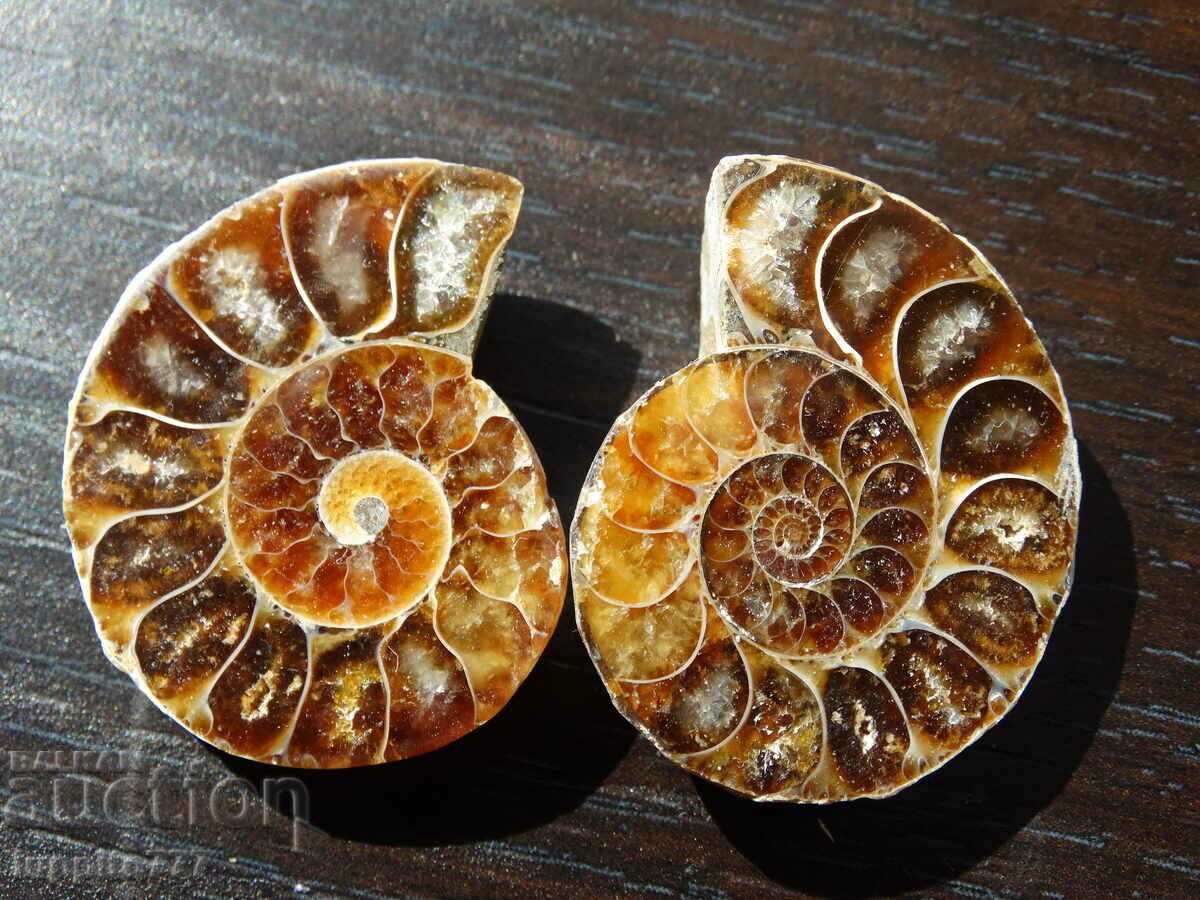 105.30 kth natural ammonite Jurassic 2 pcs. a pair