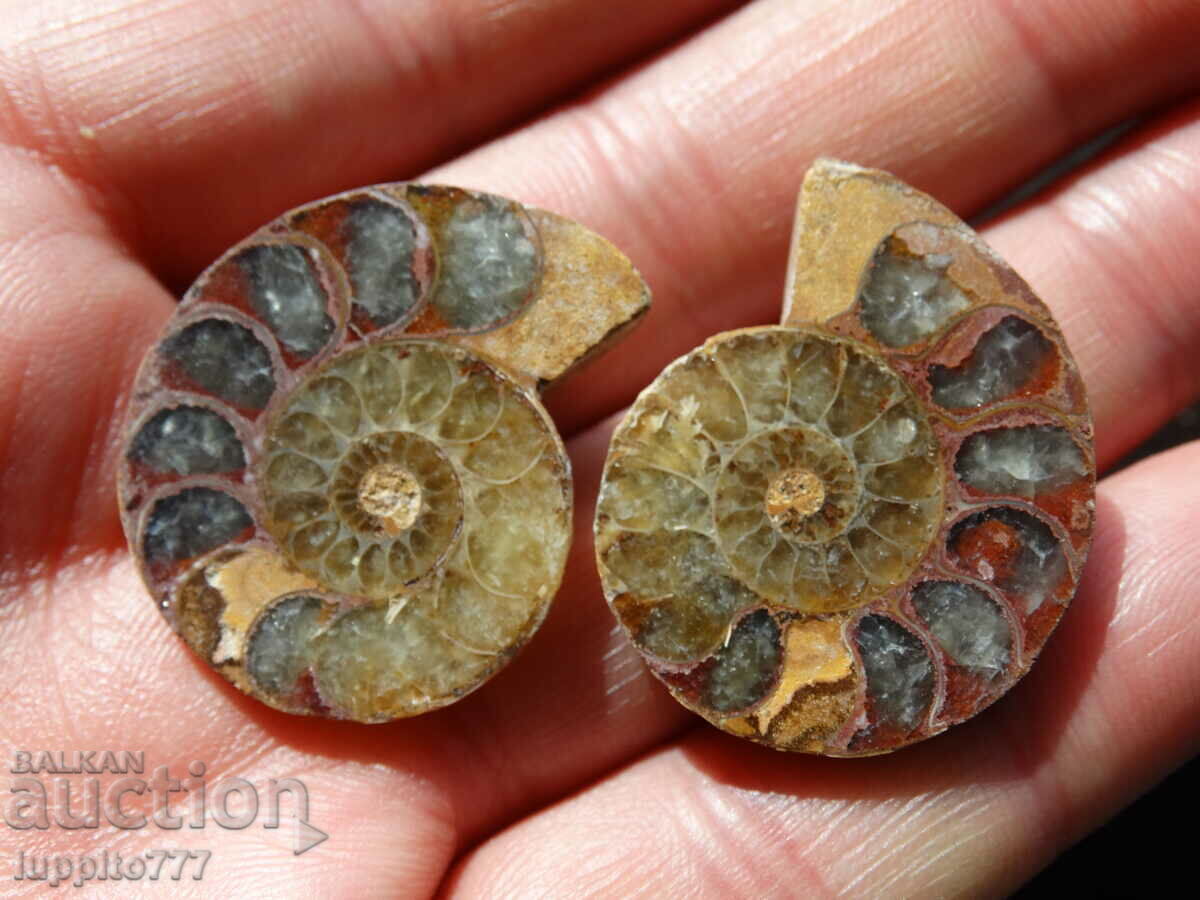 82.85 k natural ammonite Jurassic 2 pcs. a pair with price 89.00 BGN | € 45.50 82.85 k natural ammonite Jurassic 2 pcs. a pair with price 89.00 BGN | € 45.50