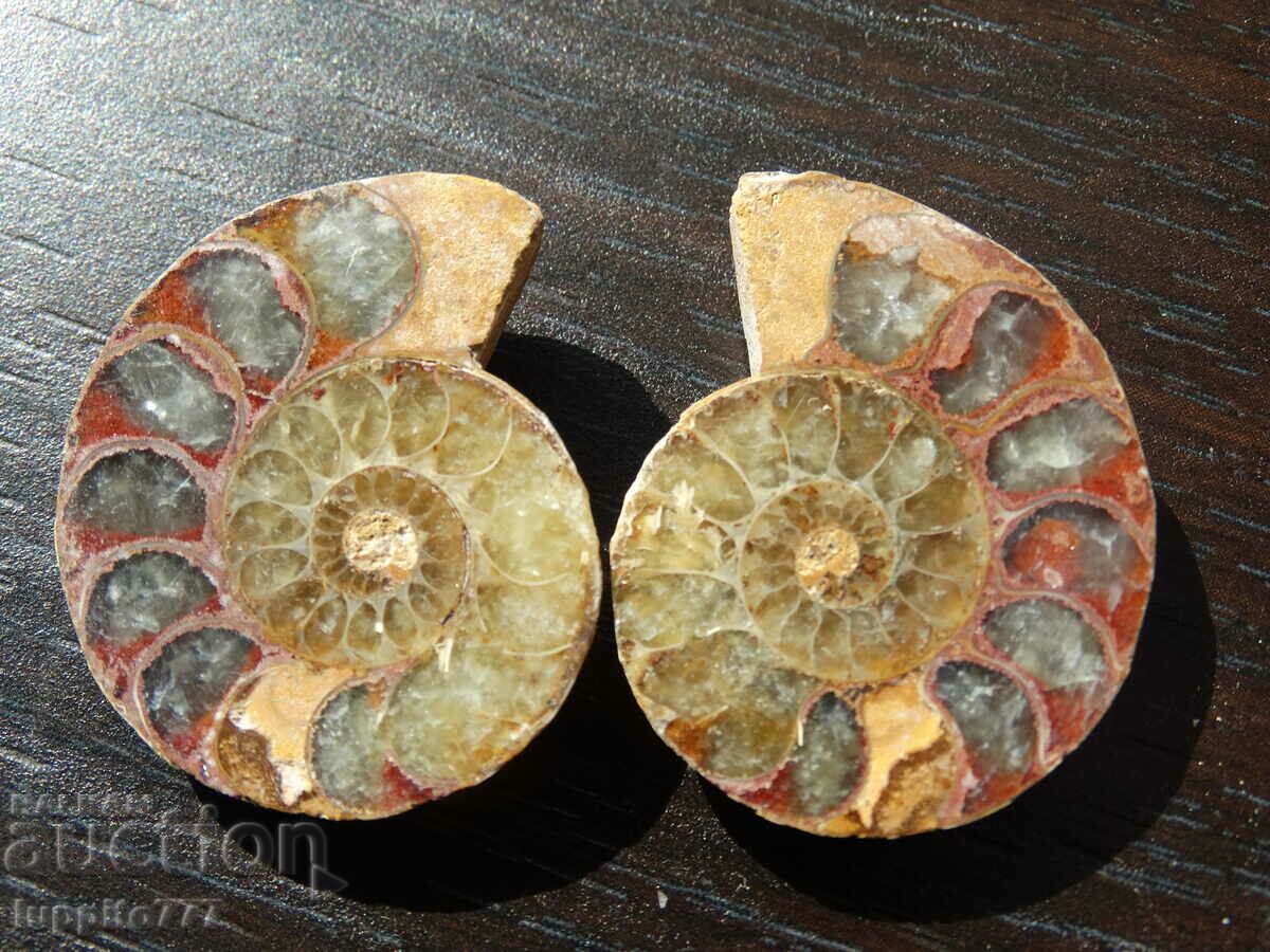 Auction 82.85 k natural ammonite Jurassic 2 pcs. a pair Auction 82.85 k natural ammonite Jurassic 2 pcs. a pair