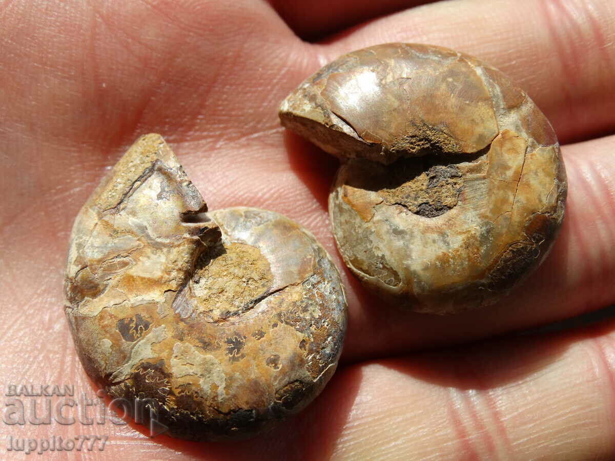 Delivery of 82.85 k natural ammonite Jurassic 2 pcs. a pair Delivery of 82.85 k natural ammonite Jurassic 2 pcs. a pair