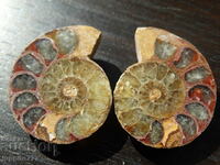 82.85 k natural ammonite Jurassic 2 pcs. a pair