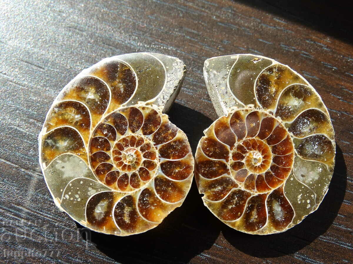106.85 kth natural ammonite Jurassic 2 pcs. a pair with price 89.00 BGN | € 45.50