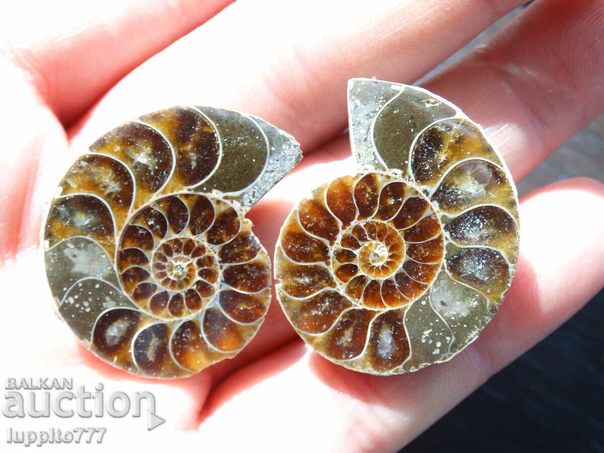 Auction  106.85 kth natural ammonite Jurassic 2 pcs. a pair