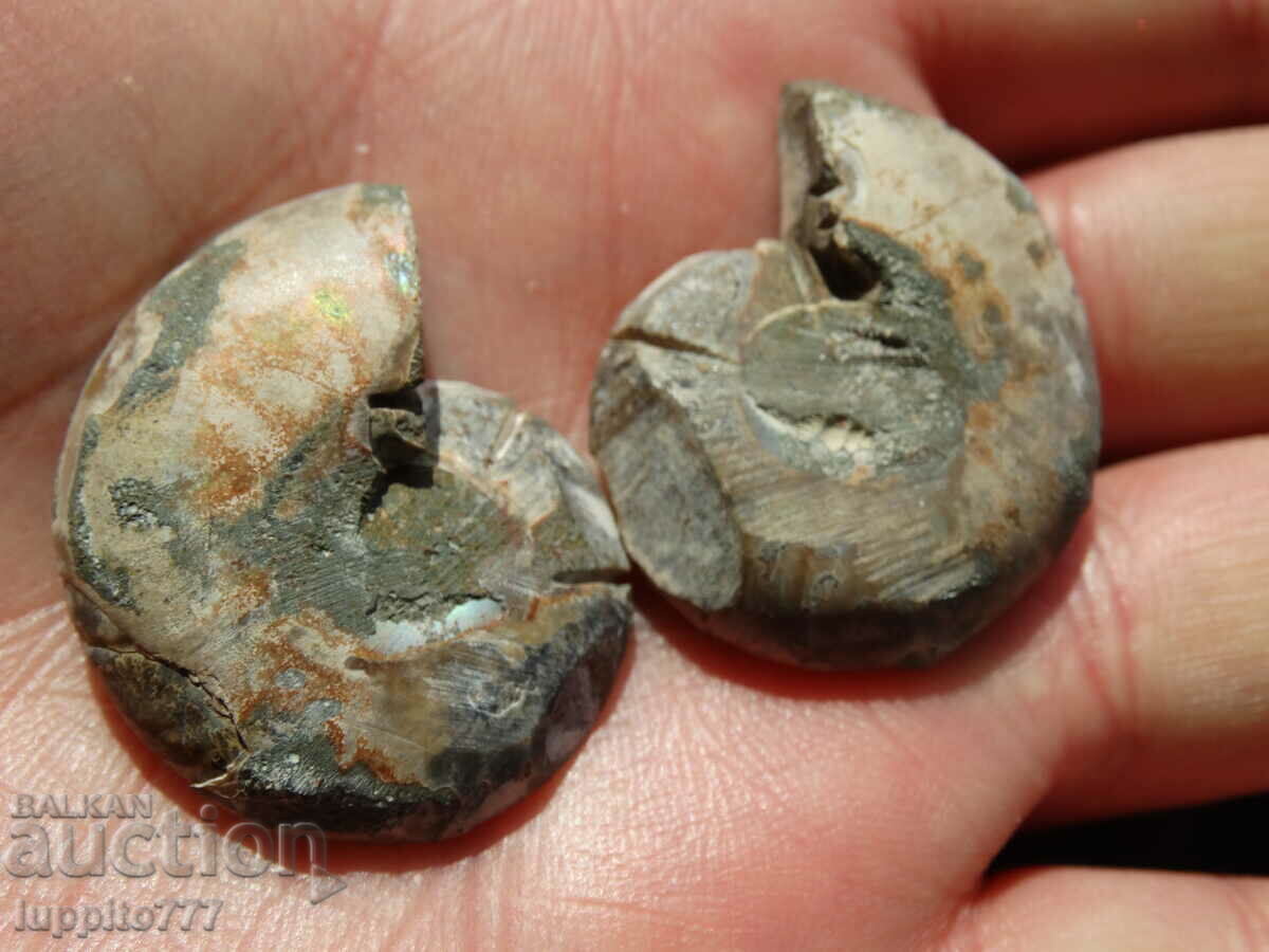 Delivery of 106.85 kth natural ammonite Jurassic 2 pcs. a pair