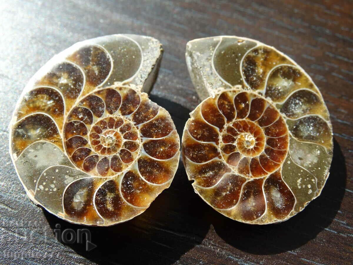 106.85 kth natural ammonite Jurassic 2 pcs. a pair
