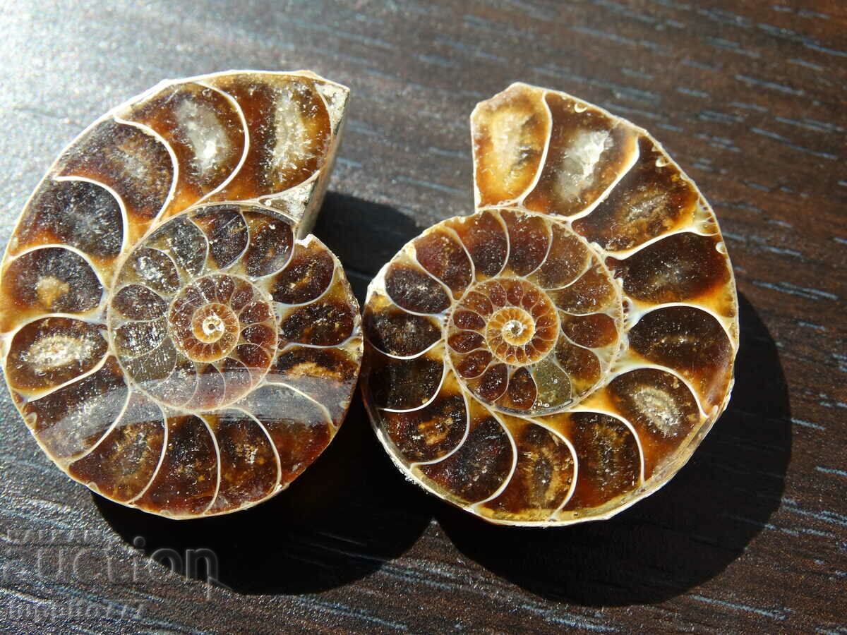 94,95 kth φυσικός αμμωνίτης Jurassic 2 τεμ. ένα ζεύγος με τιμή 89.00 BGN | € 45.50 94,95 kth φυσικός αμμωνίτης Jurassic 2 τεμ. ένα ζεύγος με τιμή 89.00 BGN | € 45.50