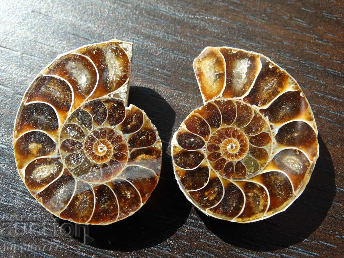 Δημοπρασία 94,95 kth φυσικός αμμωνίτης Jurassic 2 τεμ. ένα ζεύγος Δημοπρασία 94,95 kth φυσικός αμμωνίτης Jurassic 2 τεμ. ένα ζεύγος