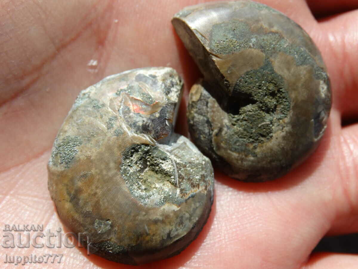 Παράδοση 94,95 kth φυσικός αμμωνίτης Jurassic 2 τεμ. ένα ζεύγος Παράδοση 94,95 kth φυσικός αμμωνίτης Jurassic 2 τεμ. ένα ζεύγος