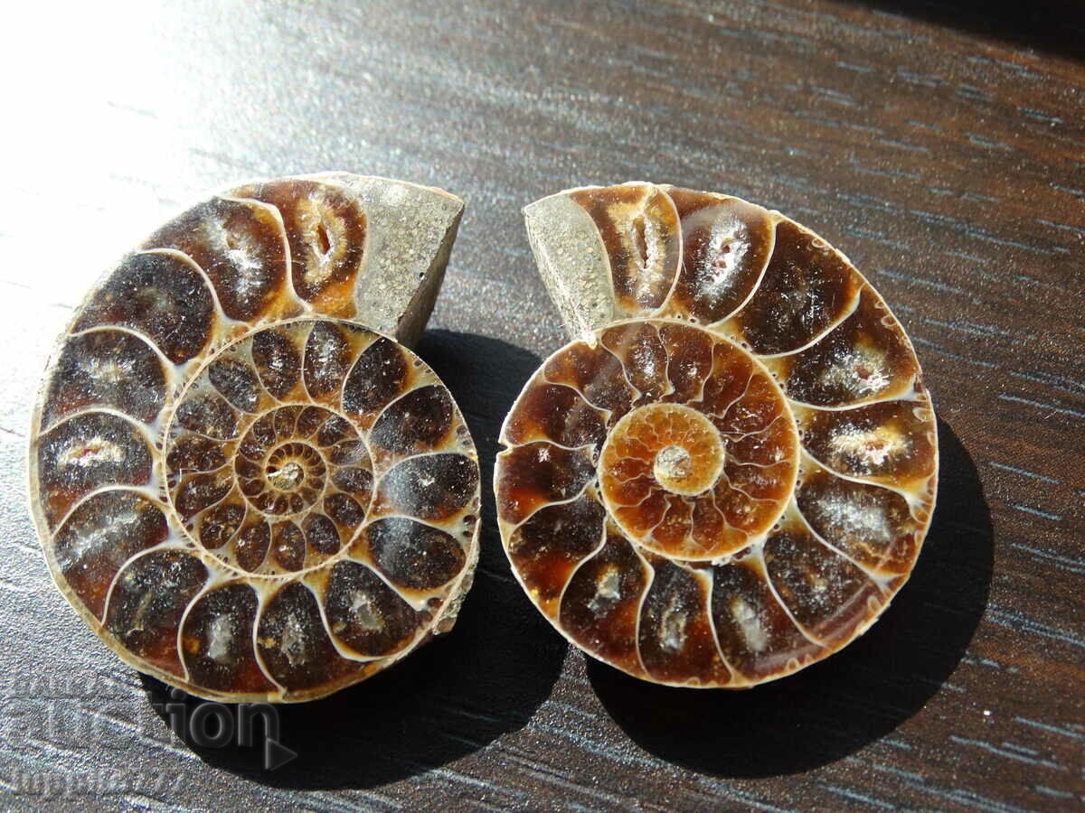 115.25 k natural ammonite Jurassic 2 pcs. a pair with price 89.00 BGN | € 45.50 115.25 k natural ammonite Jurassic 2 pcs. a pair with price 89.00 BGN | € 45.50