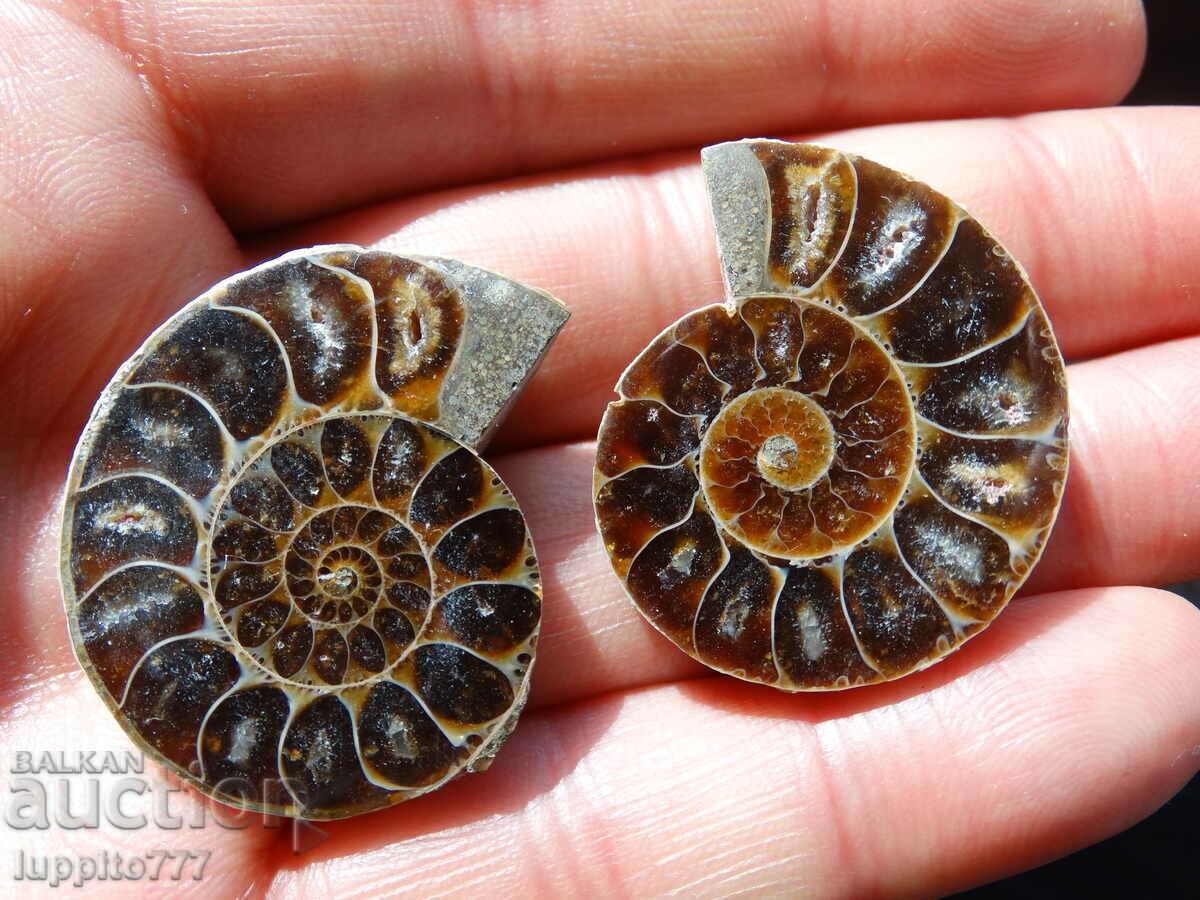 Auction 115.25 k natural ammonite Jurassic 2 pcs. a pair Auction 115.25 k natural ammonite Jurassic 2 pcs. a pair