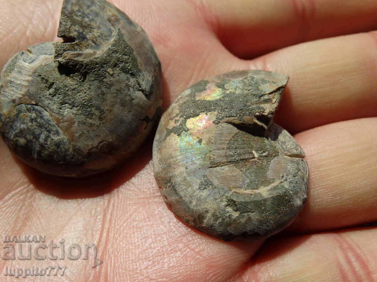 Delivery of 115.25 k natural ammonite Jurassic 2 pcs. a pair Delivery of 115.25 k natural ammonite Jurassic 2 pcs. a pair