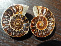 115.25 k natural ammonite Jurassic 2 pcs. a pair