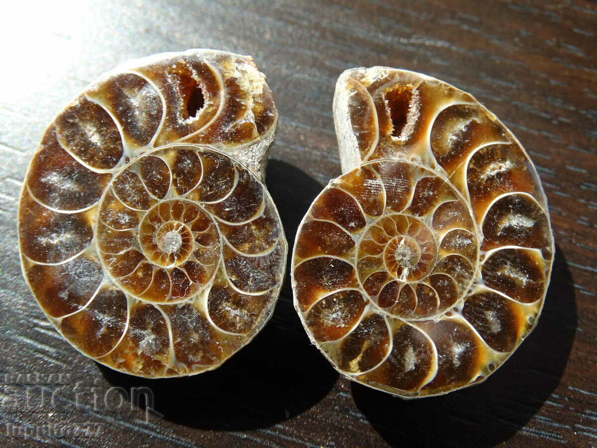 120.45 k natural ammonite Jurassic 2 pcs. a pair with price 89.00 BGN | € 45.50 120.45 k natural ammonite Jurassic 2 pcs. a pair with price 89.00 BGN | € 45.50