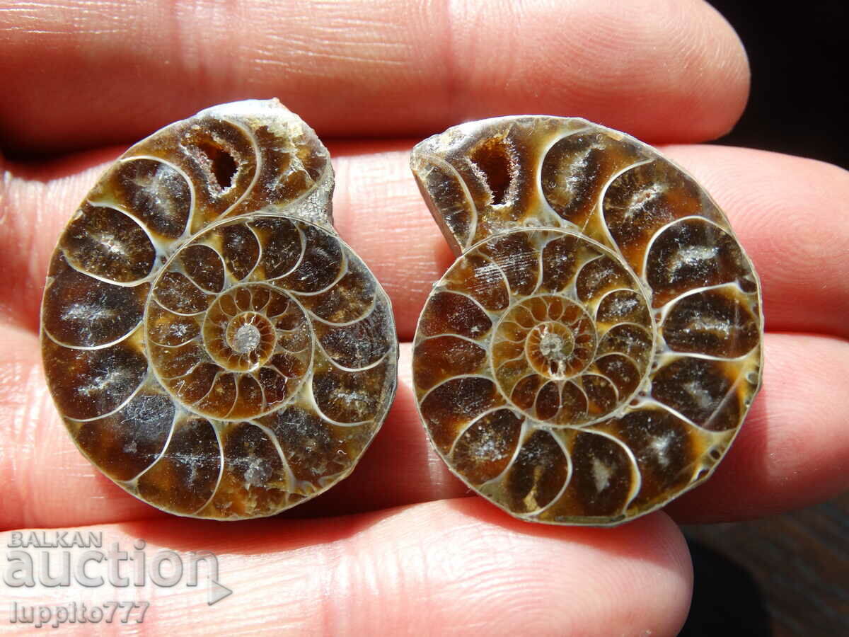 Auction 120.45 k natural ammonite Jurassic 2 pcs. a pair Auction 120.45 k natural ammonite Jurassic 2 pcs. a pair