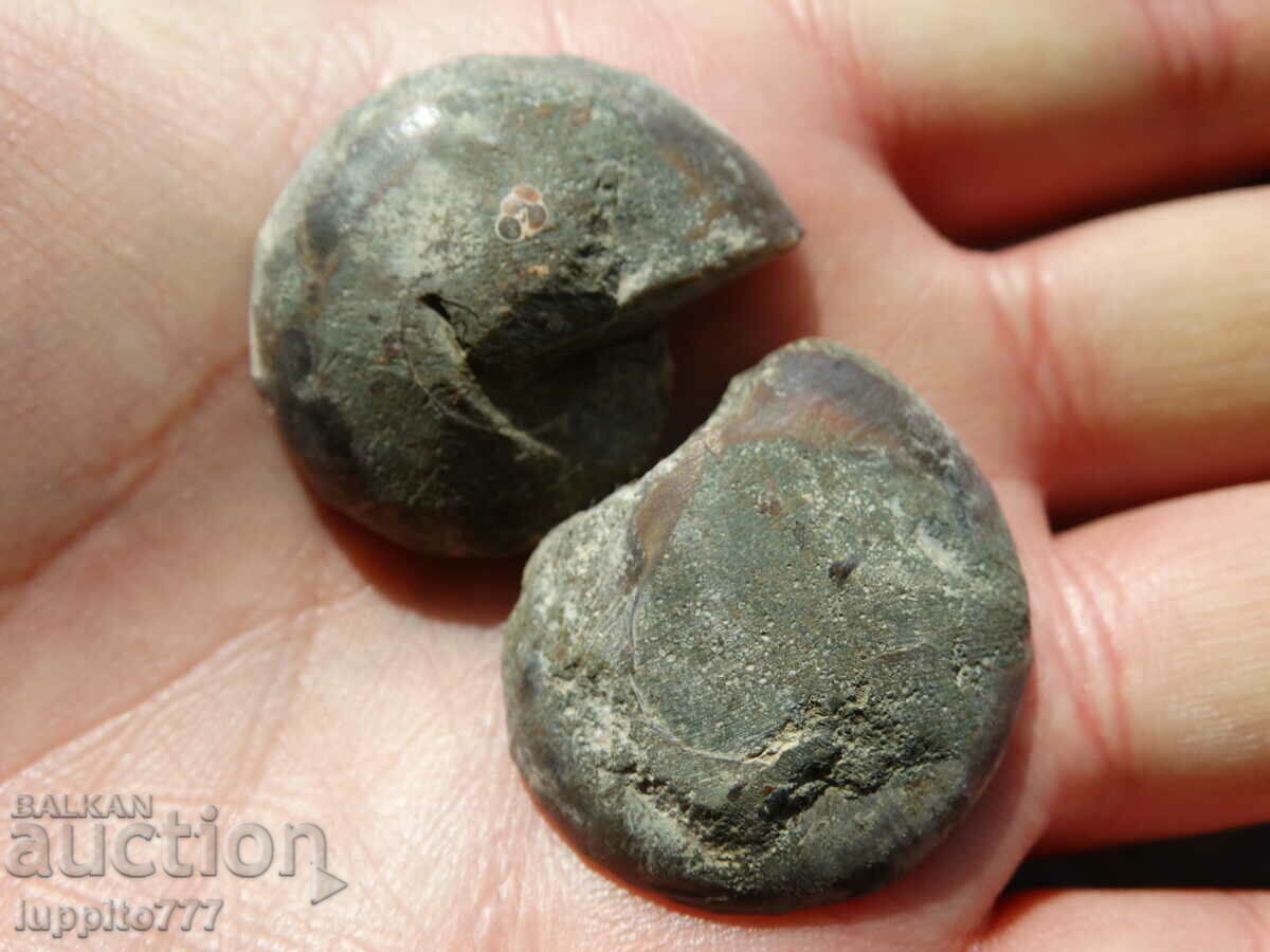 Delivery of 120.45 k natural ammonite Jurassic 2 pcs. a pair Delivery of 120.45 k natural ammonite Jurassic 2 pcs. a pair