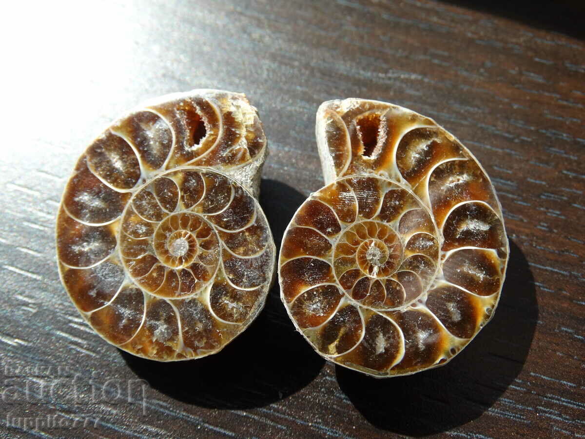 120.45 k natural ammonite Jurassic 2 pcs. a pair
