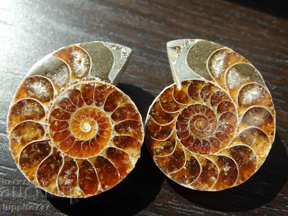114.50 kth natural ammonite Jurassic 2 pcs. a pair with price 89.00 BGN | € 45.50 114.50 kth natural ammonite Jurassic 2 pcs. a pair with price 89.00 BGN | € 45.50