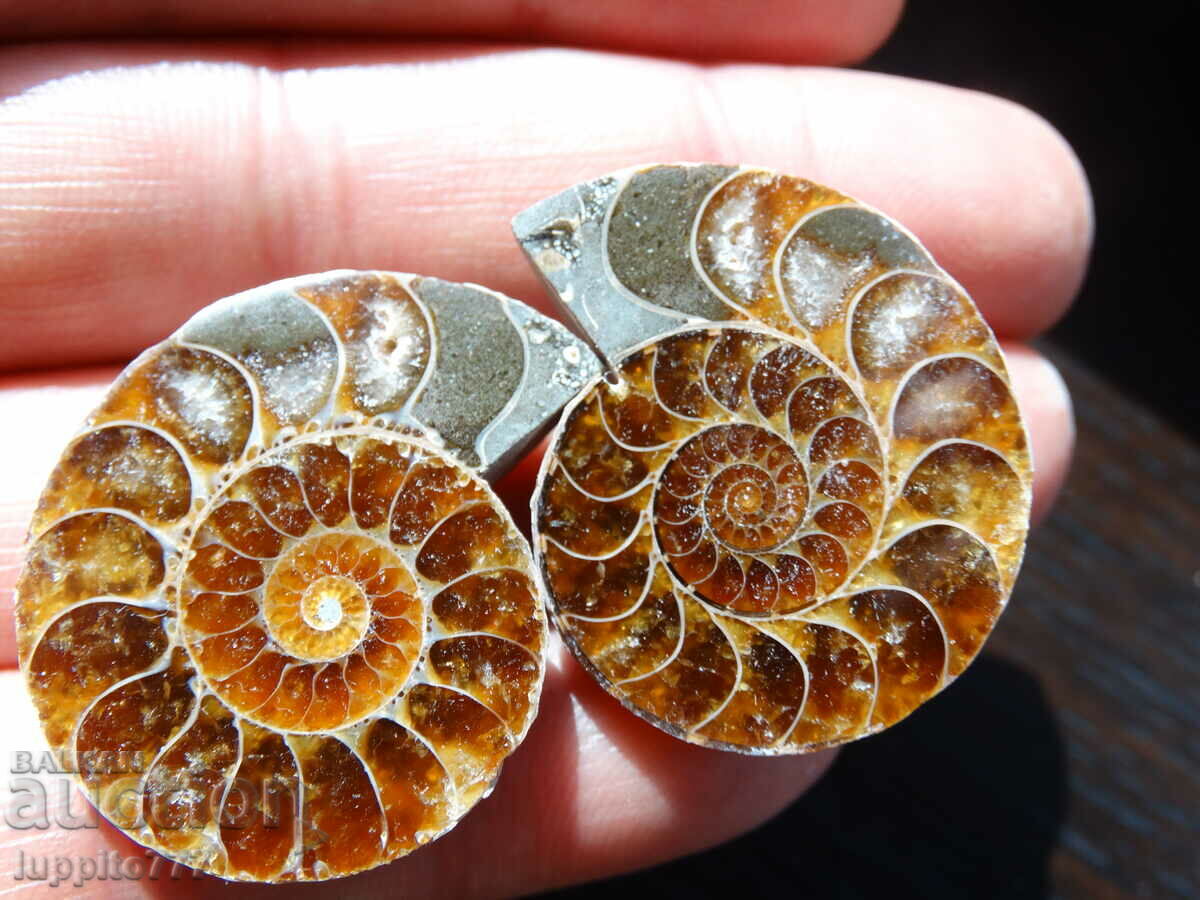 Auction 114.50 kth natural ammonite Jurassic 2 pcs. a pair Auction 114.50 kth natural ammonite Jurassic 2 pcs. a pair