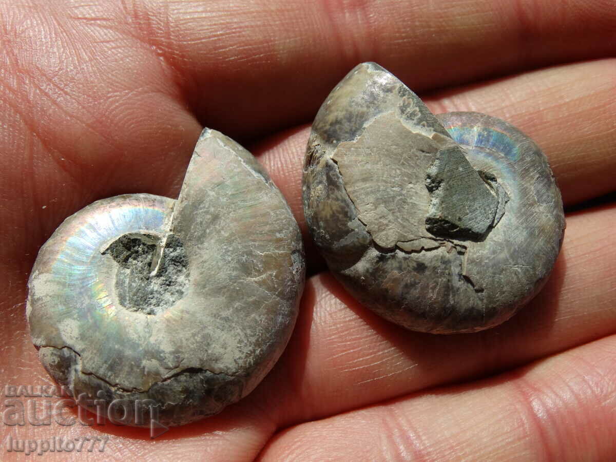 Delivery of 114.50 kth natural ammonite Jurassic 2 pcs. a pair Delivery of 114.50 kth natural ammonite Jurassic 2 pcs. a pair