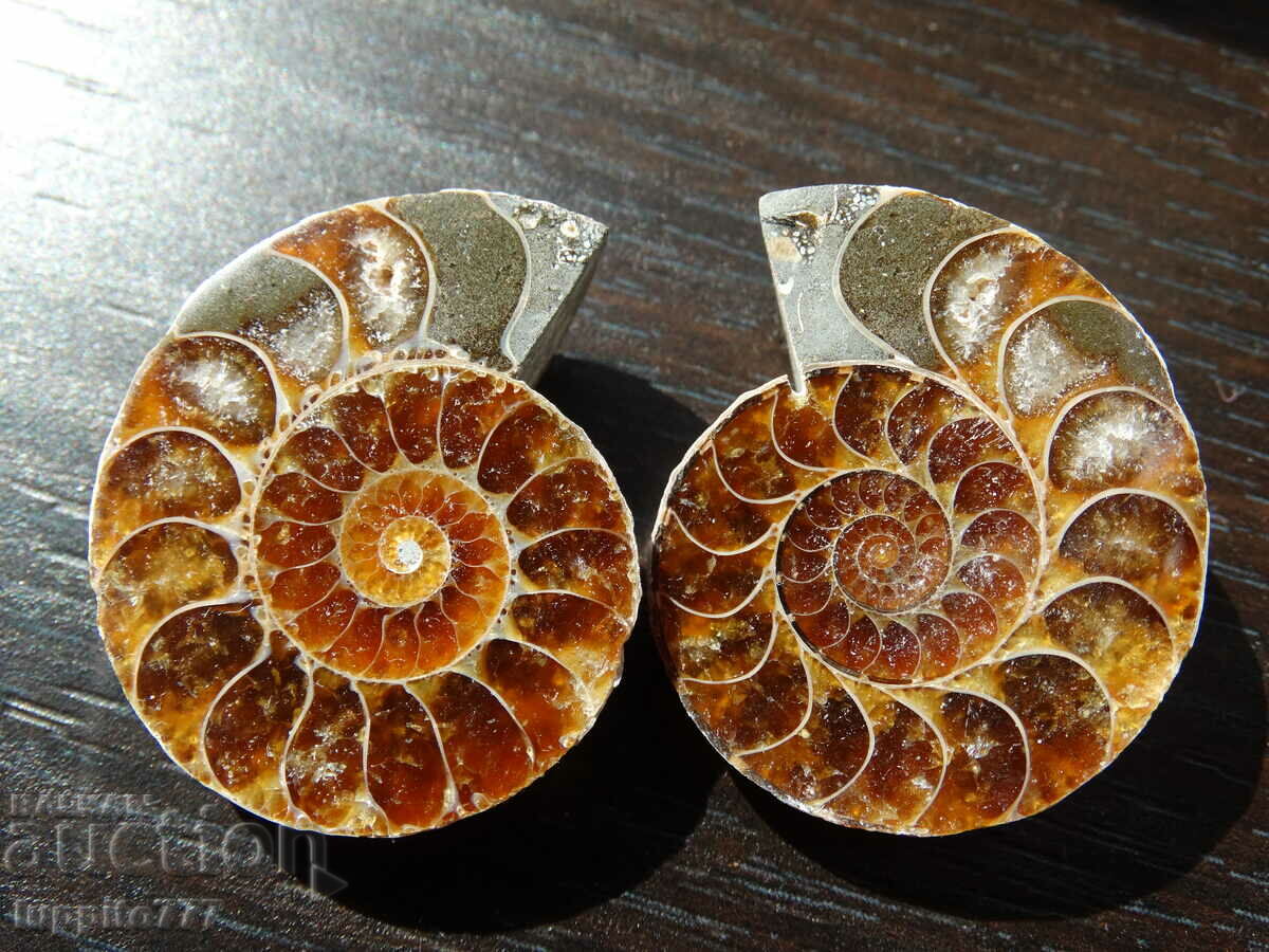 114.50 kth natural ammonite Jurassic 2 pcs. a pair