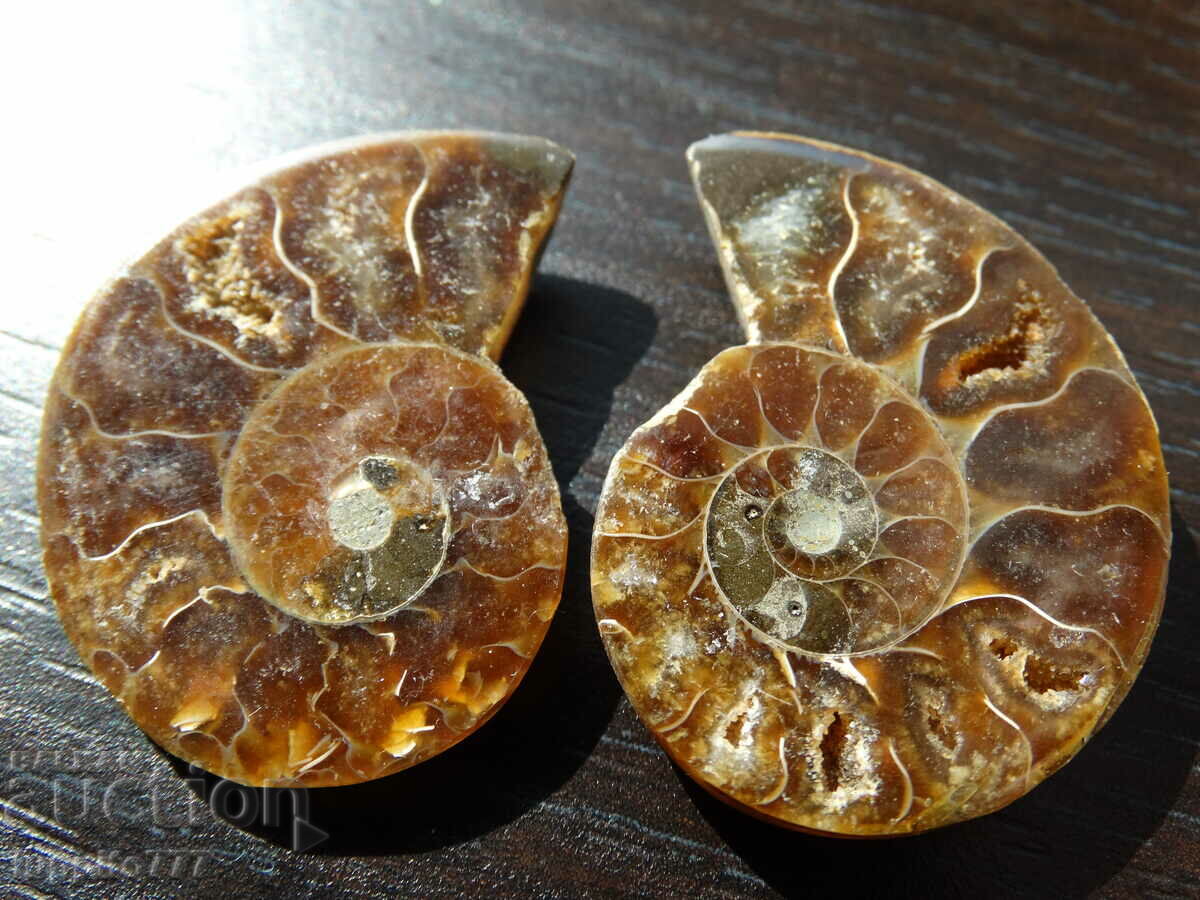 77.55 k natural ammonite Jurassic 2 pcs. a pair with price 89.00 BGN | € 45.50 77.55 k natural ammonite Jurassic 2 pcs. a pair with price 89.00 BGN | € 45.50