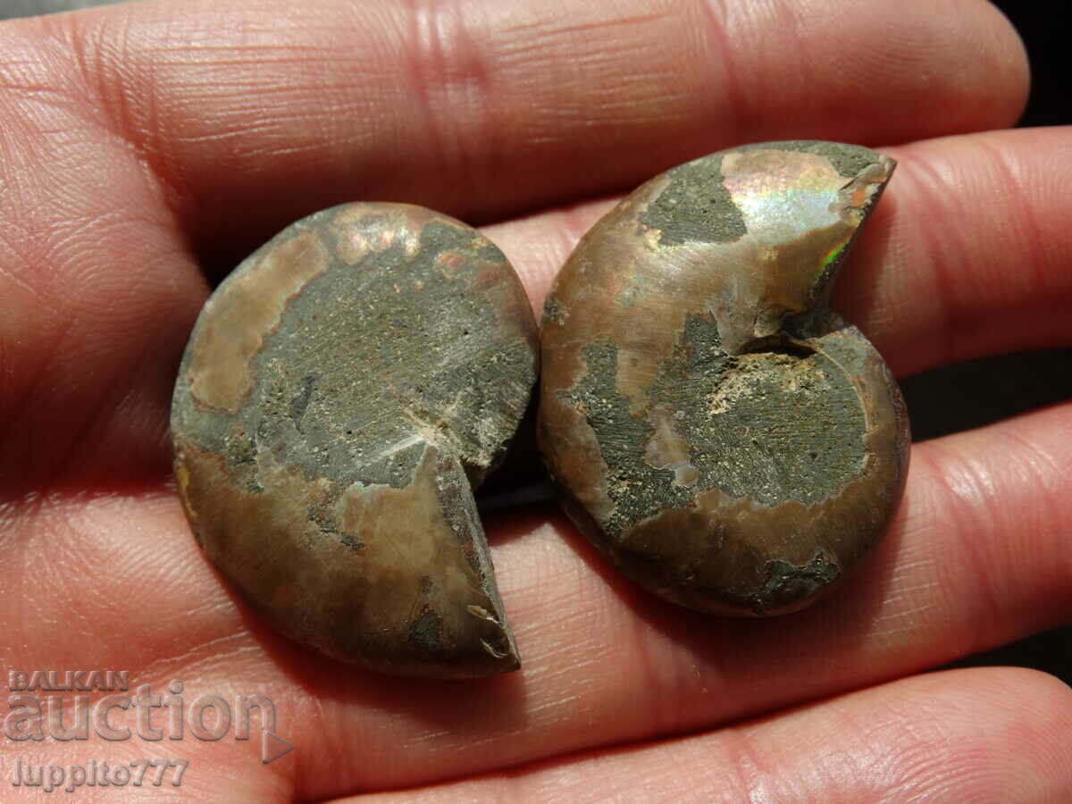 Delivery of 77.55 k natural ammonite Jurassic 2 pcs. a pair Delivery of 77.55 k natural ammonite Jurassic 2 pcs. a pair