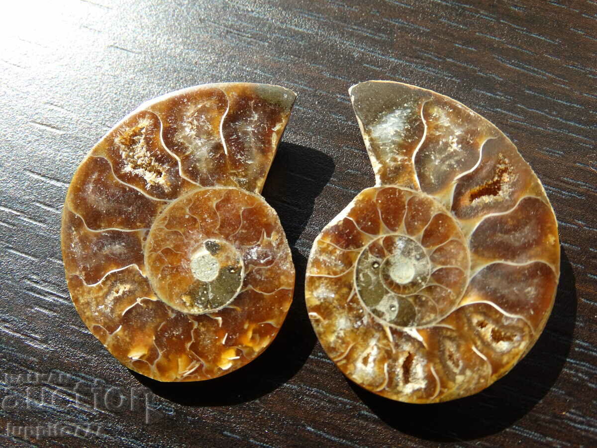 77.55 k natural ammonite Jurassic 2 pcs. a pair