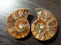 77.55 k natural ammonite Jurassic 2 pcs. a pair