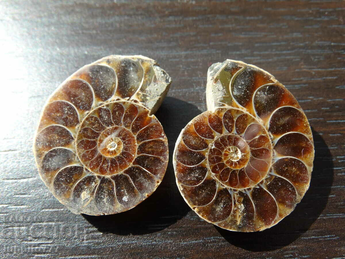 94.55 k natural ammonite Jurassic 2 pcs. a pair with price 89.00 BGN | € 45.50 94.55 k natural ammonite Jurassic 2 pcs. a pair with price 89.00 BGN | € 45.50